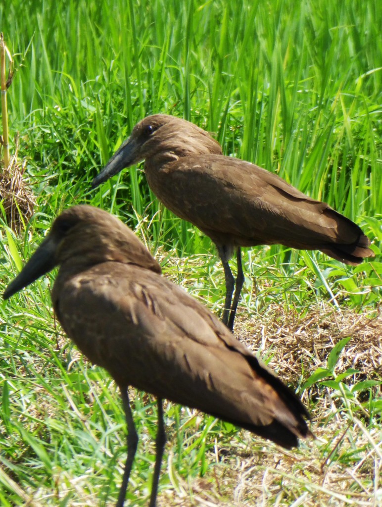 Birds in mashland