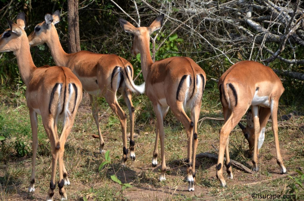  Akagera has antelope that  are duiker, oribi, bohor reedbuck, klipspringer, bushbuck and impala. Of the primates, olive baboons, vervets and the secretive blue monkey are seen during the day, with bushbabies often seen on night drives.