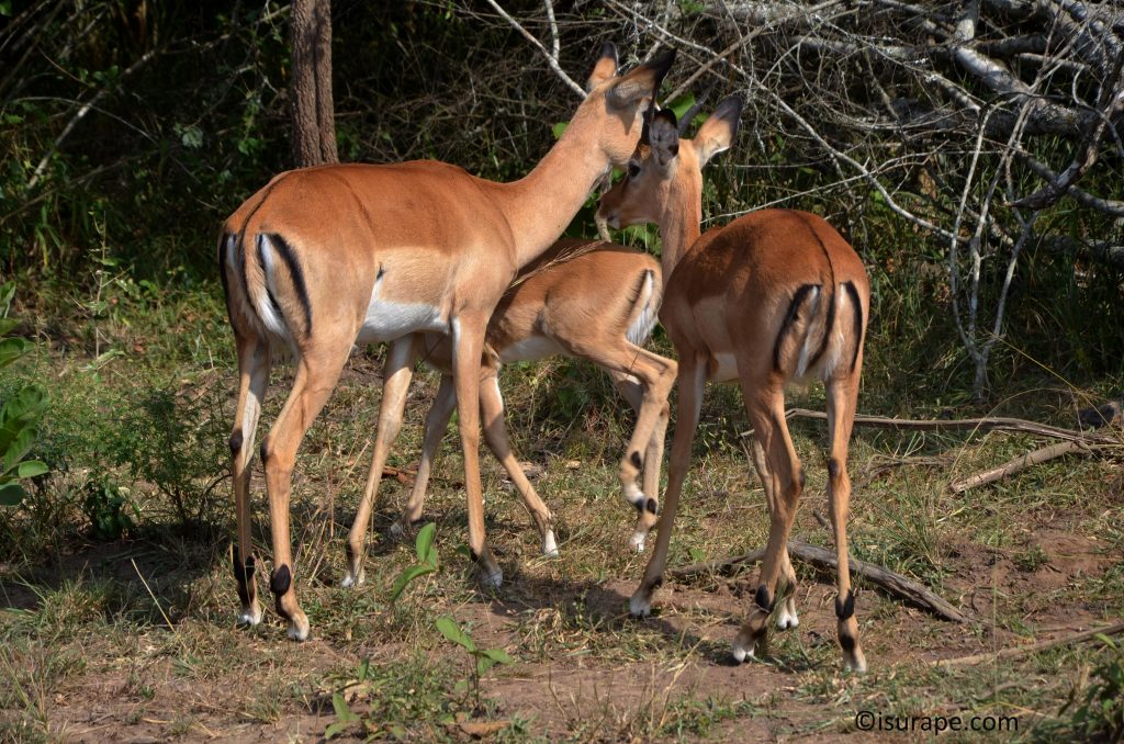  Akagera has antelope that  are duiker, oribi, bohor reedbuck, klipspringer, bushbuck and impala. Of the primates, olive baboons, vervets and the secretive blue monkey are seen during the day, with bushbabies often seen on night drives.