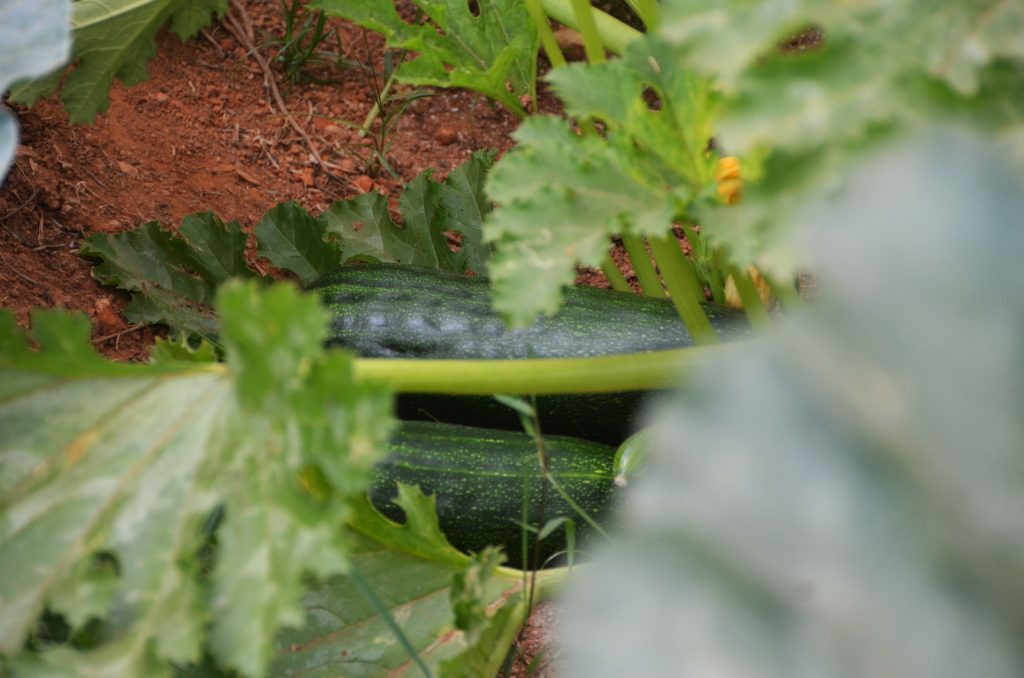 All eyes on Agro business to eradicate poverty in rural areas . Rwanda a fast growing country disposes key factors to help people benefit from agriculture rather than continuing traditional farming.