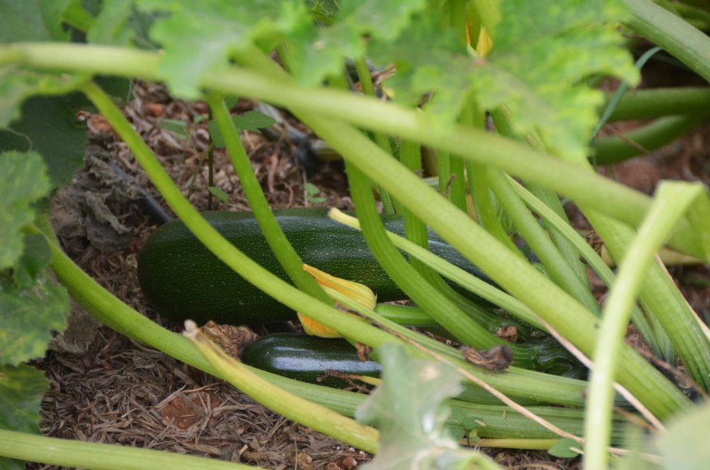 All eyes on Agro business to eradicate poverty in rural areas . Rwanda a fast growing country disposes key factors to help people benefit from agriculture rather than continuing traditional farming.