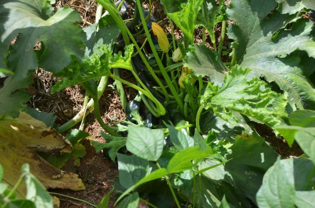 All eyes on Agro business to eradicate poverty in rural areas . Rwanda a fast growing country disposes key factors to help people benefit from agriculture rather than continuing traditional farming.