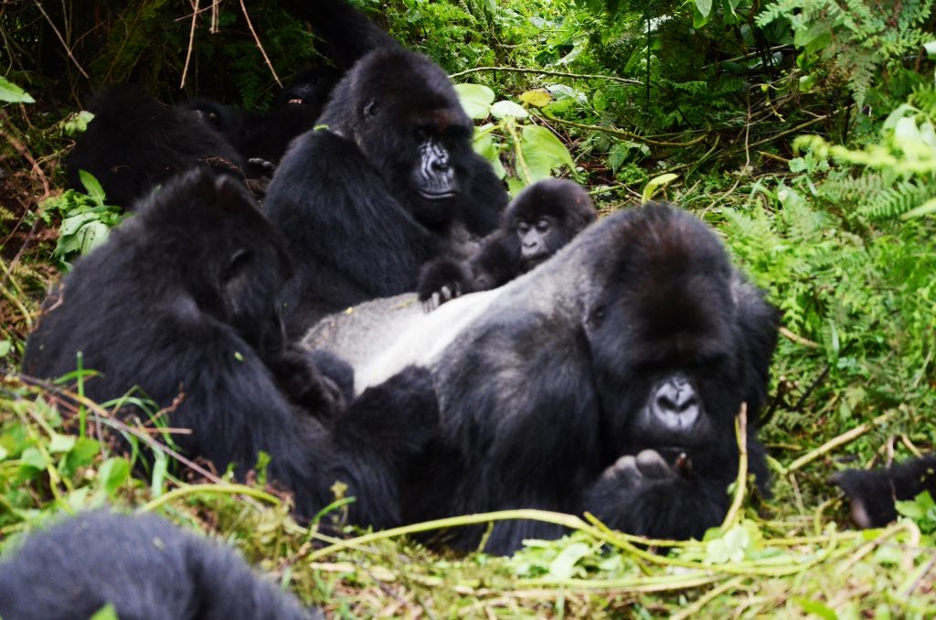 Volcanoes National Park 