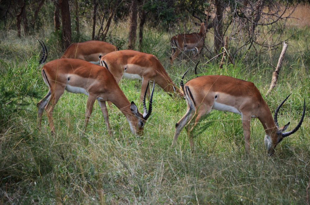Akagera National Park 