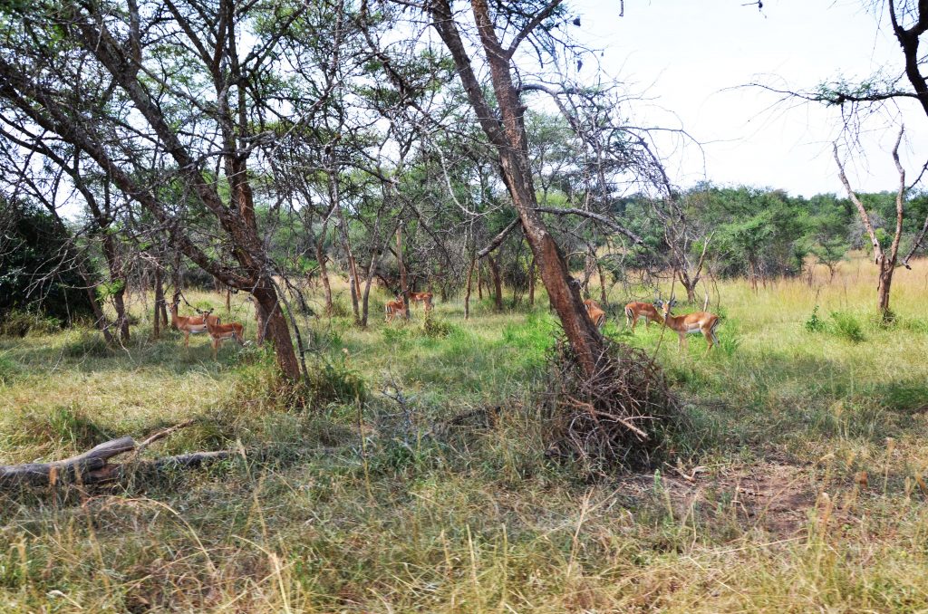 Akagera National Park 