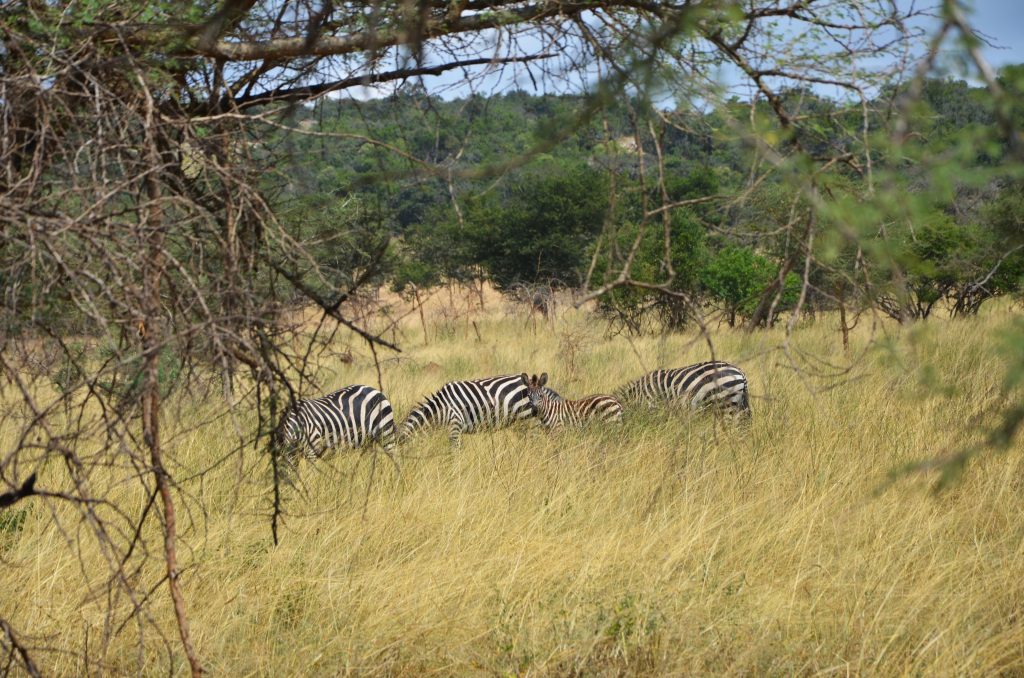 Akagera National Park 