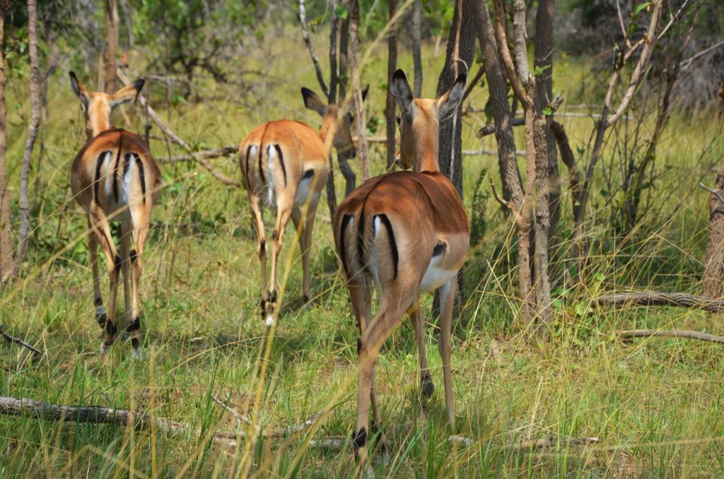 Akagera National Park 