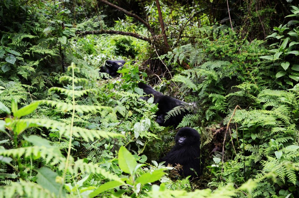 Volcanoes National Park 