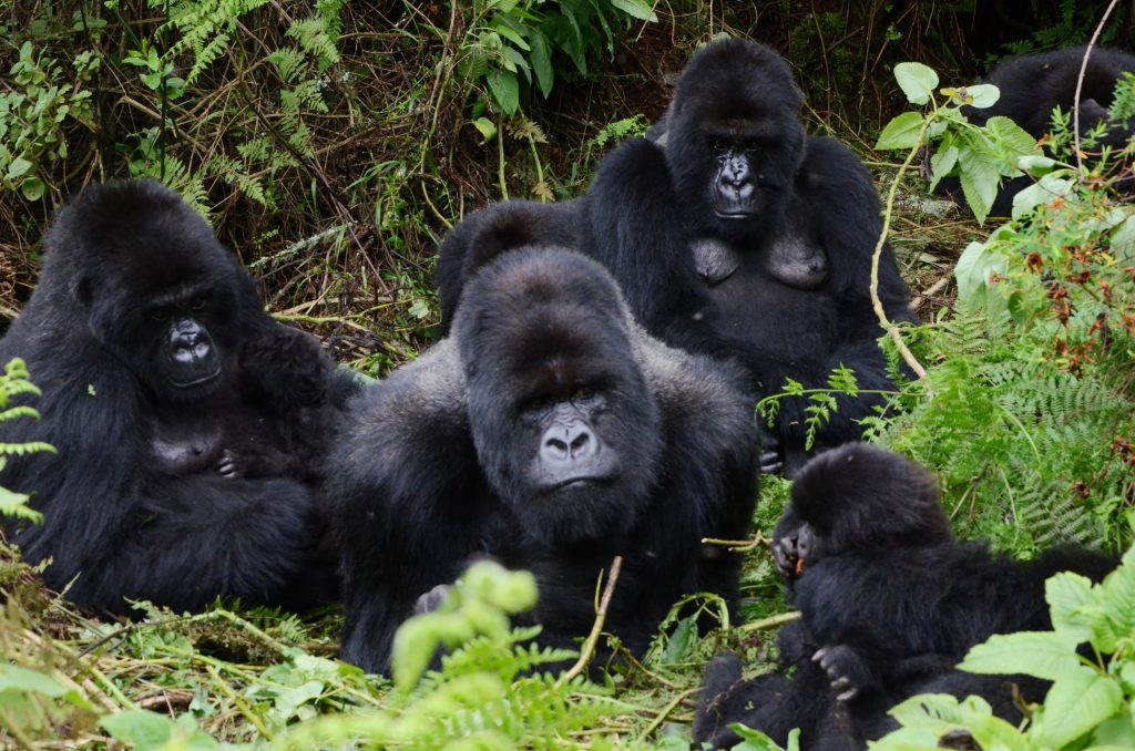 Volcanoes National Park 