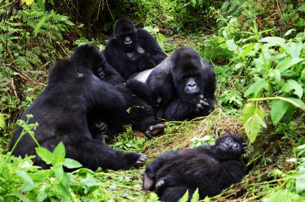 Volcanoes National Park 
