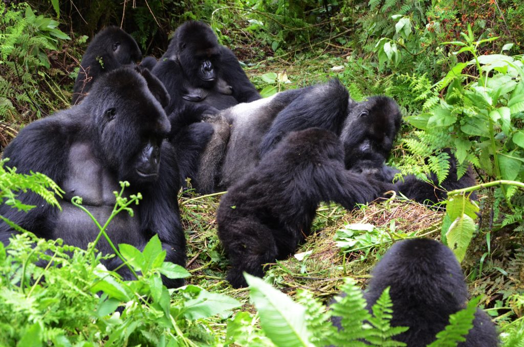 Volcanoes National Park 